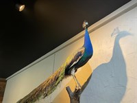 381 Forest Road, The Basin VIC 3154